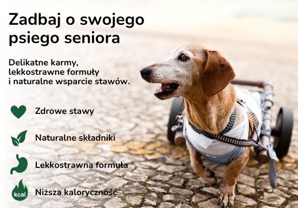 Karmy dla psów seniorów