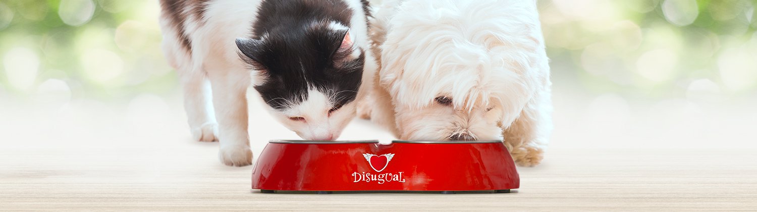 Disugual – co to za marka i dlaczego warto jej zaufać?