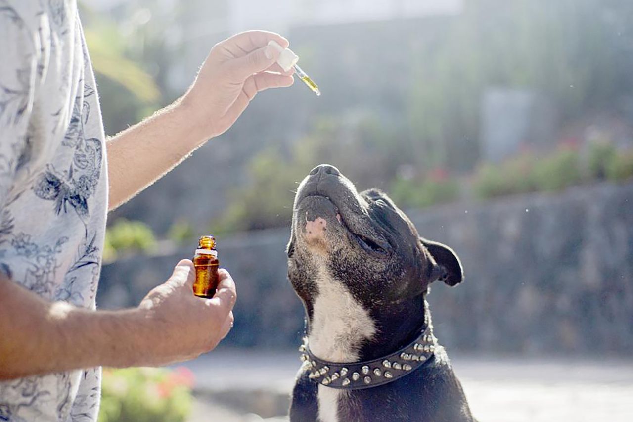 Olej dla psa bogaty w Omega-3 i Omega-6 – co powinien zawierać i jak działa?