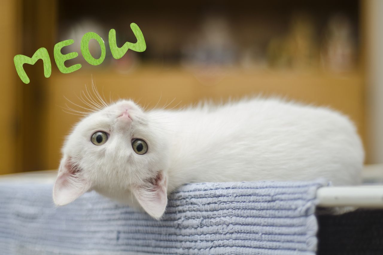 Sucha czy mokra karma dla kota? Jak karmić kota zdrowo?