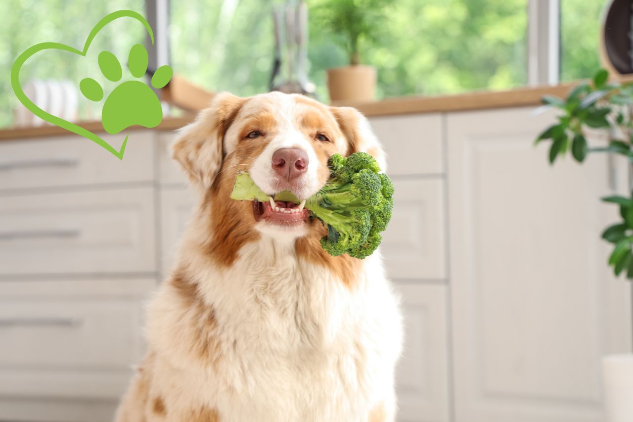 Dieta odchudzająca dla psa – co powinna zawierać karma light?