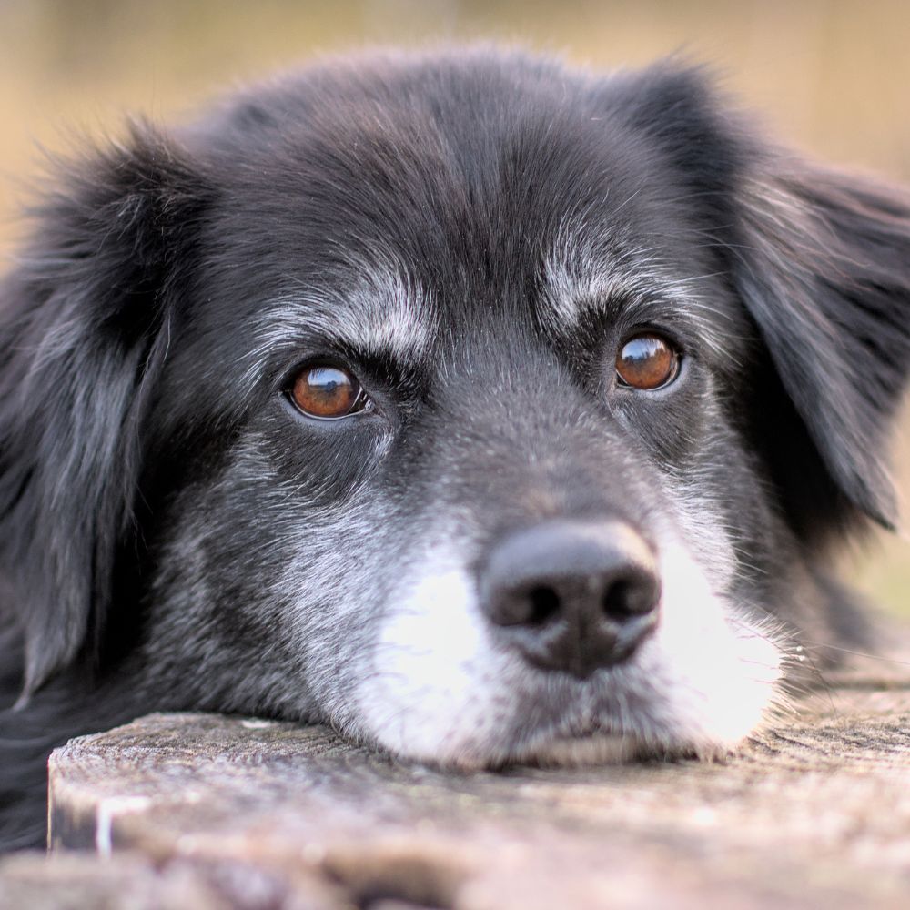 karma dla psa seniora